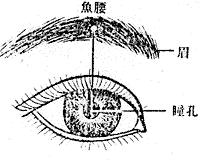 鱼腰穴