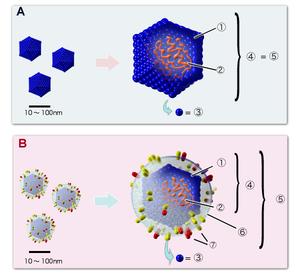 外套膜 搜狗百科