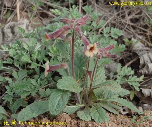 地黄属(学名:rehmannia)是玄参科下的一个属,为多年生草本植物