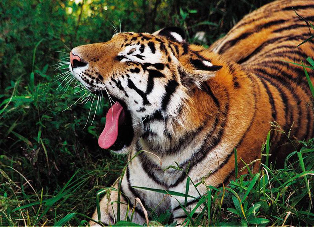 老虎尿+-+搜搜百科