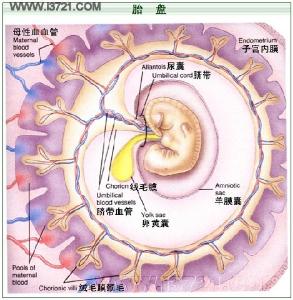 胎盘