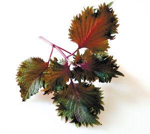 苏叶 - 搜搜百科