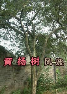 黄杨树