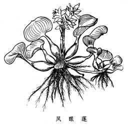 水生维管束植物