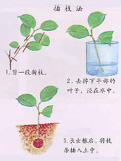 扦插_金银花扦插_月季花扦插视频_月季扦插方法图解 ...