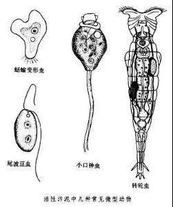 水生微型动物