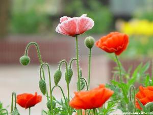 舞春花《电视剧好女春花《陈平平向春花图片