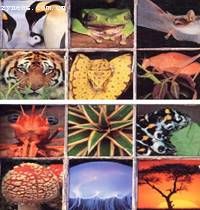 生物多样性包括哪三个档次