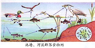 营腐生生物不都是分解者吗?为什么硝化细菌不是?
