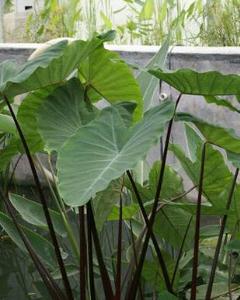 天南星科芋属,多年生草本植物,块茎粗厚可食并具有多种药用功能.