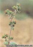 paulswort herb   [别名] 粘金强子,粘不扎,珠草,棉苍狼.