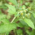 鱼眼草(学名:dichrocephala integrifolia)是菊科鱼眼草属的植物.