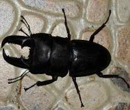 中文名+巨陶锹甲