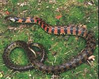 虎斑颈槽蛇