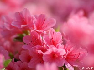 云南花卉