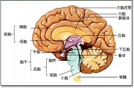 在医学及解剖学上,多用大脑一词来指代端脑.