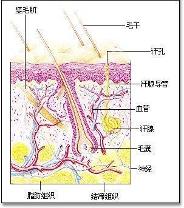 汗腺-百科