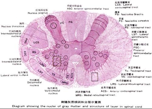 第六版儿科学ppt课件脊髓灰质炎