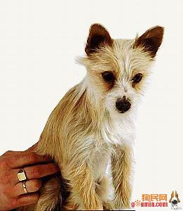 葡萄牙波登可犬