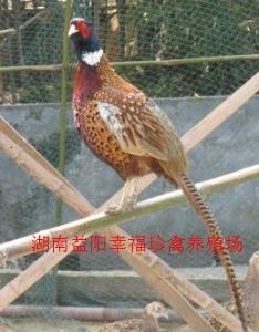 七彩山鸡
