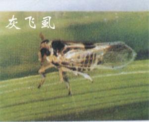 楚州灰飞虱猖獗到何时