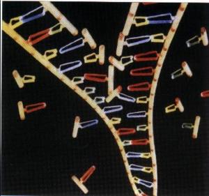 半保留复制 - 搜搜百科