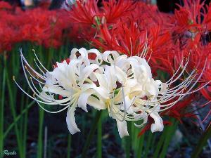 bana)\地狱花\(jigo