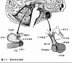 脑垂体