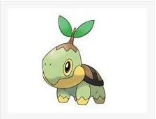 嫩苗龟+-+搜搜百科