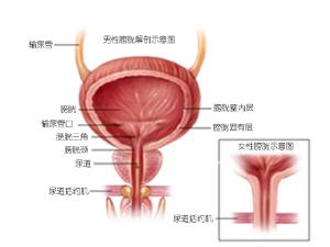 膀胱过度活动症