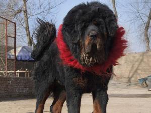 藏獒之神\赤古\