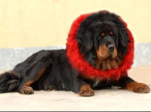 藏獒之神\赤古\