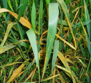 小麦纹枯病+-+搜搜百科