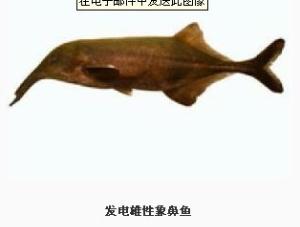 能发电的鱼  亚门 脊索动物亚门  界 动物界  纲 代表生物 电鳗,电鲶