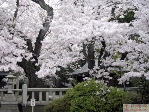 喜欢日语,日本文化