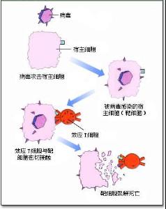细胞免疫阶段 - 搜搜百科