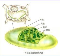 类囊体薄膜