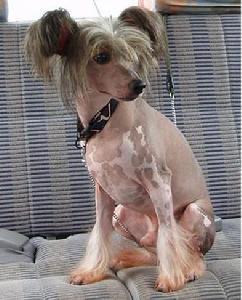中国冠毛犬