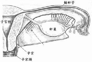 <em>女性月经</em>早来<em>晚来</em>7天一般都可以考虑为正常生