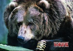 棕熊 - 搜搜百科