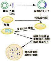 基因重组