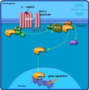 g蛋白偶联受体:有些识别