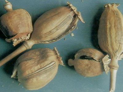 历史版本  罂粟壳又称米壳,御米壳,粟壳,鸦片烟果果,大烟葫芦,烟斗斗