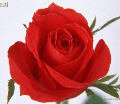 红玫瑰是情人节情人们的信条