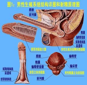 男性生殖器勃起的原理_如何获取一个人类男性生殖器在勃起状态下的标本