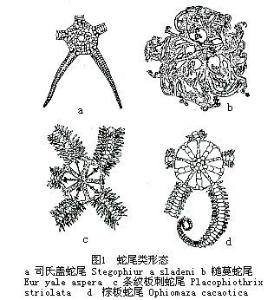 蛇尾纲