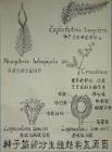 种子蕨纲