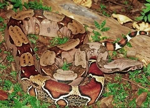 红尾蚺(:boa constrictor)是蚺科蚺属下的一种蚺蛇