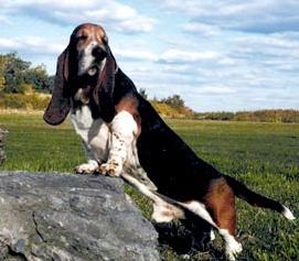 世界名犬排行榜+-+搜搜百科