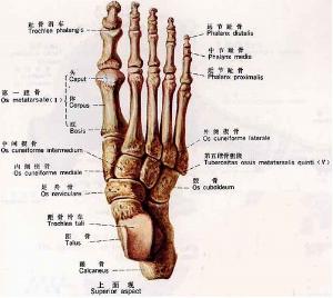 由足舟骨,楔骨和骰骨所参与构成的中跗关节,又称之跗横关节,易因外伤